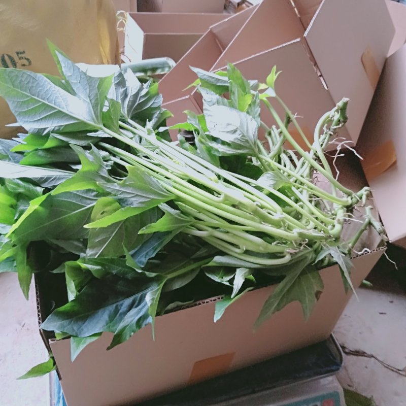 地瓜叶尖叶五叉吃叶子品种种苗碎叶型