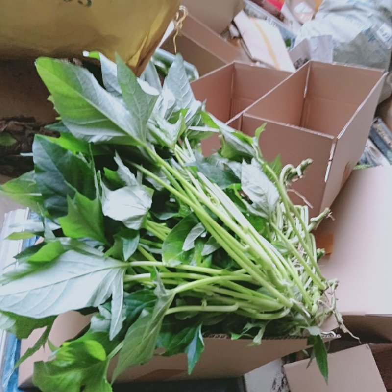 地瓜叶尖叶五叉吃叶子品种种苗碎叶型