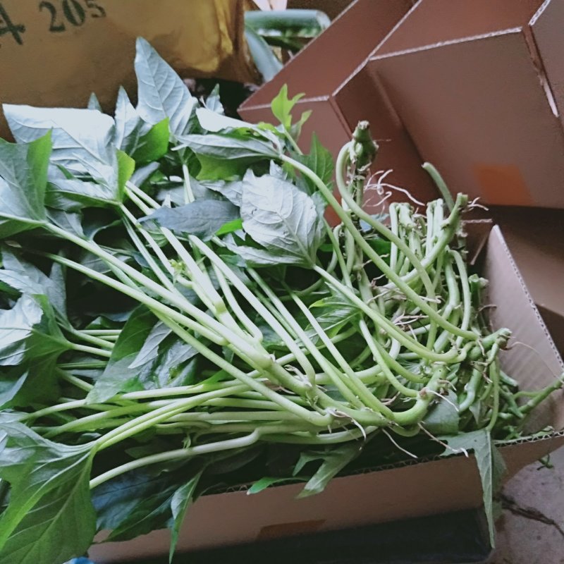 地瓜叶尖叶五叉吃叶子品种种苗碎叶型