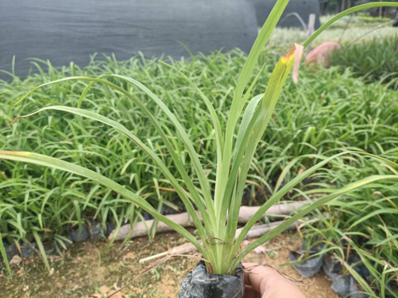大花萱草大叶宣草库存大量绿化苗木欢迎来电询问