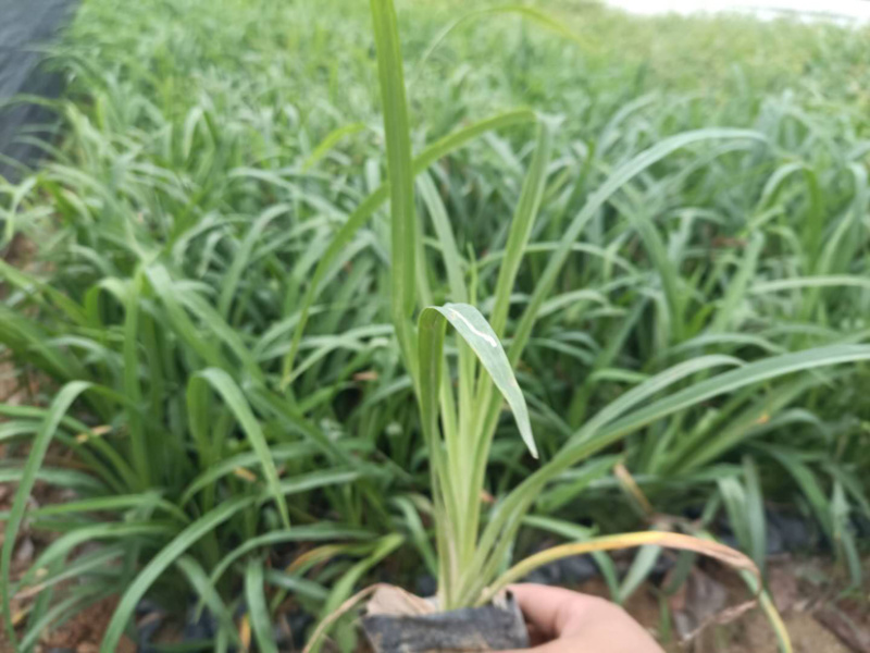 大花萱草大叶宣草库存大量绿化苗木欢迎来电询问