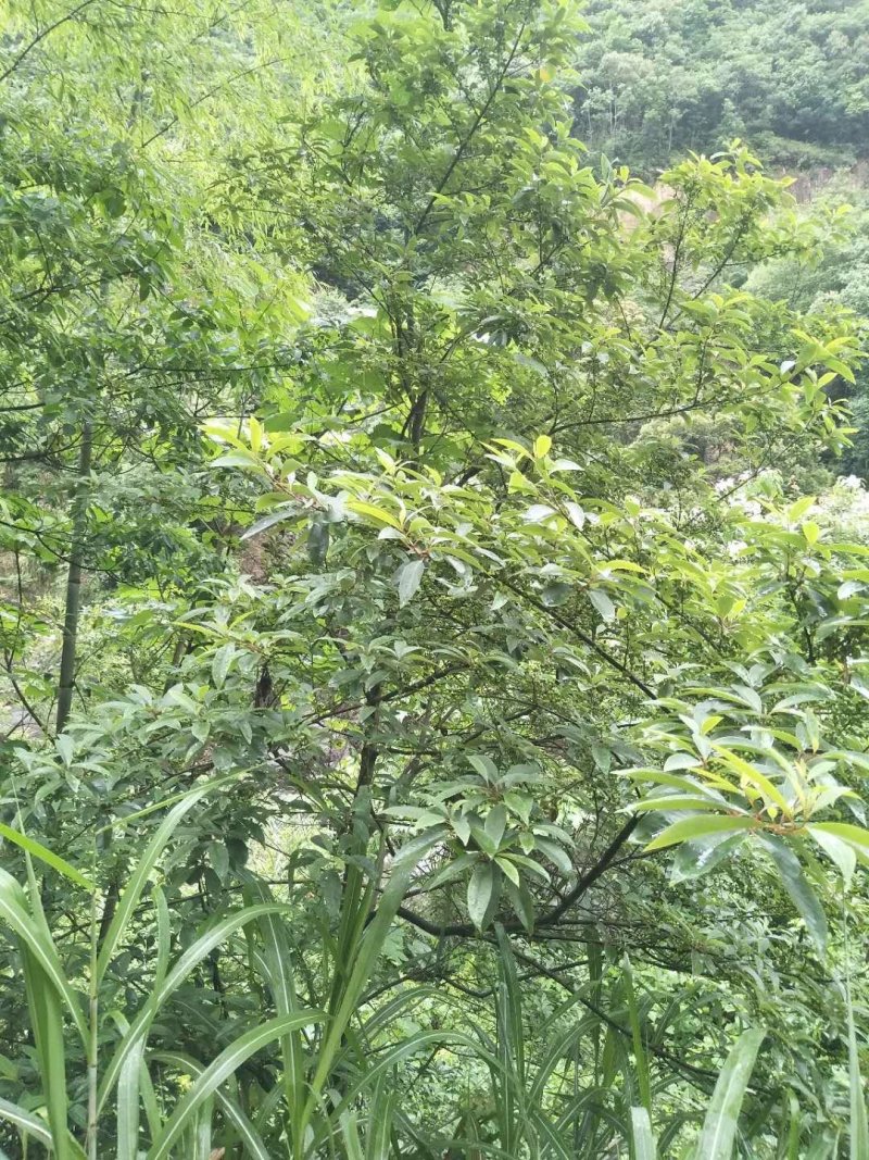 山苍子，山鸡椒、山苍树、山姜子、木香子、木姜子长期合作