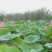 荷花苗