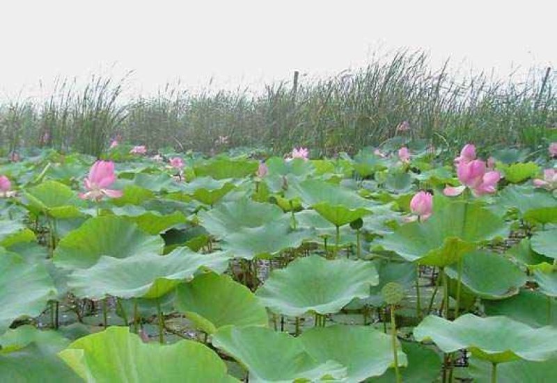 荷花苗