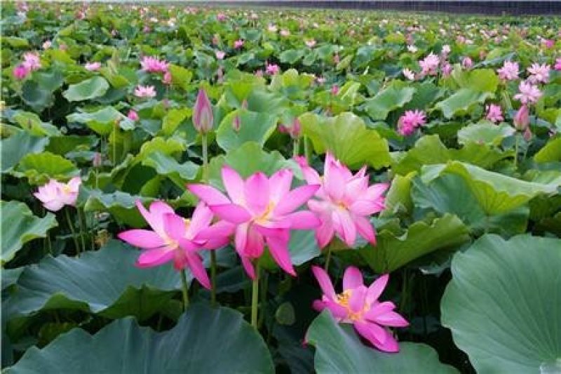 荷花苗