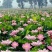 荷花苗