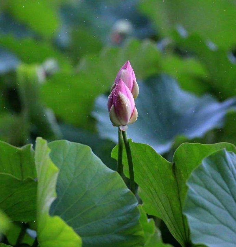 荷花苗