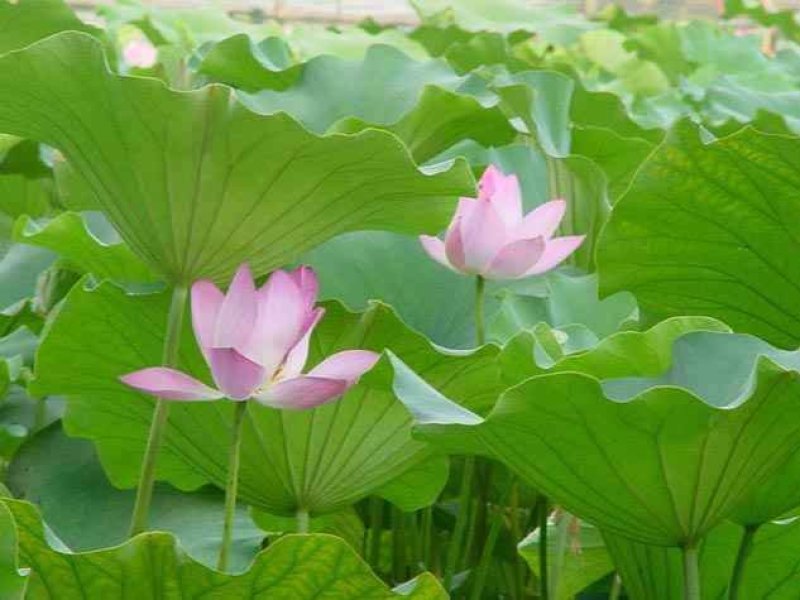 荷花苗