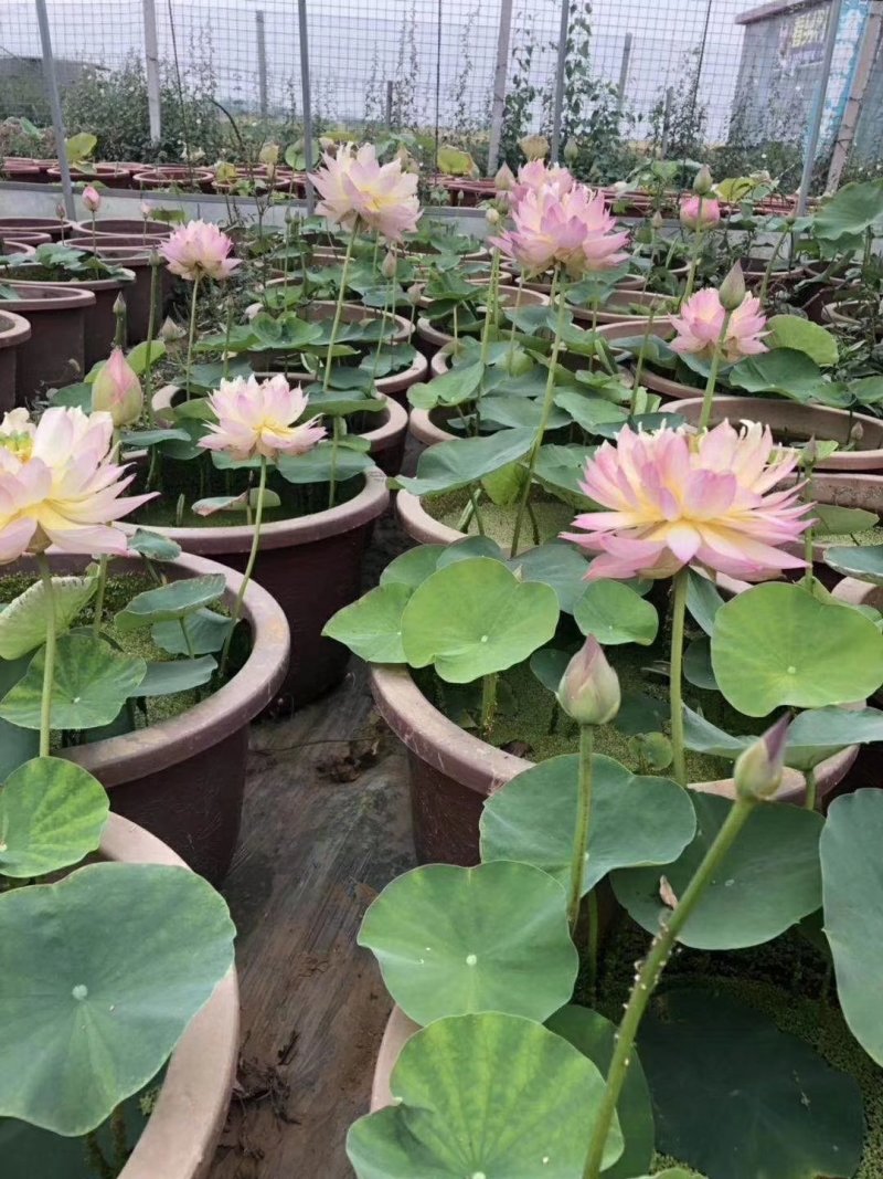 荷花苗