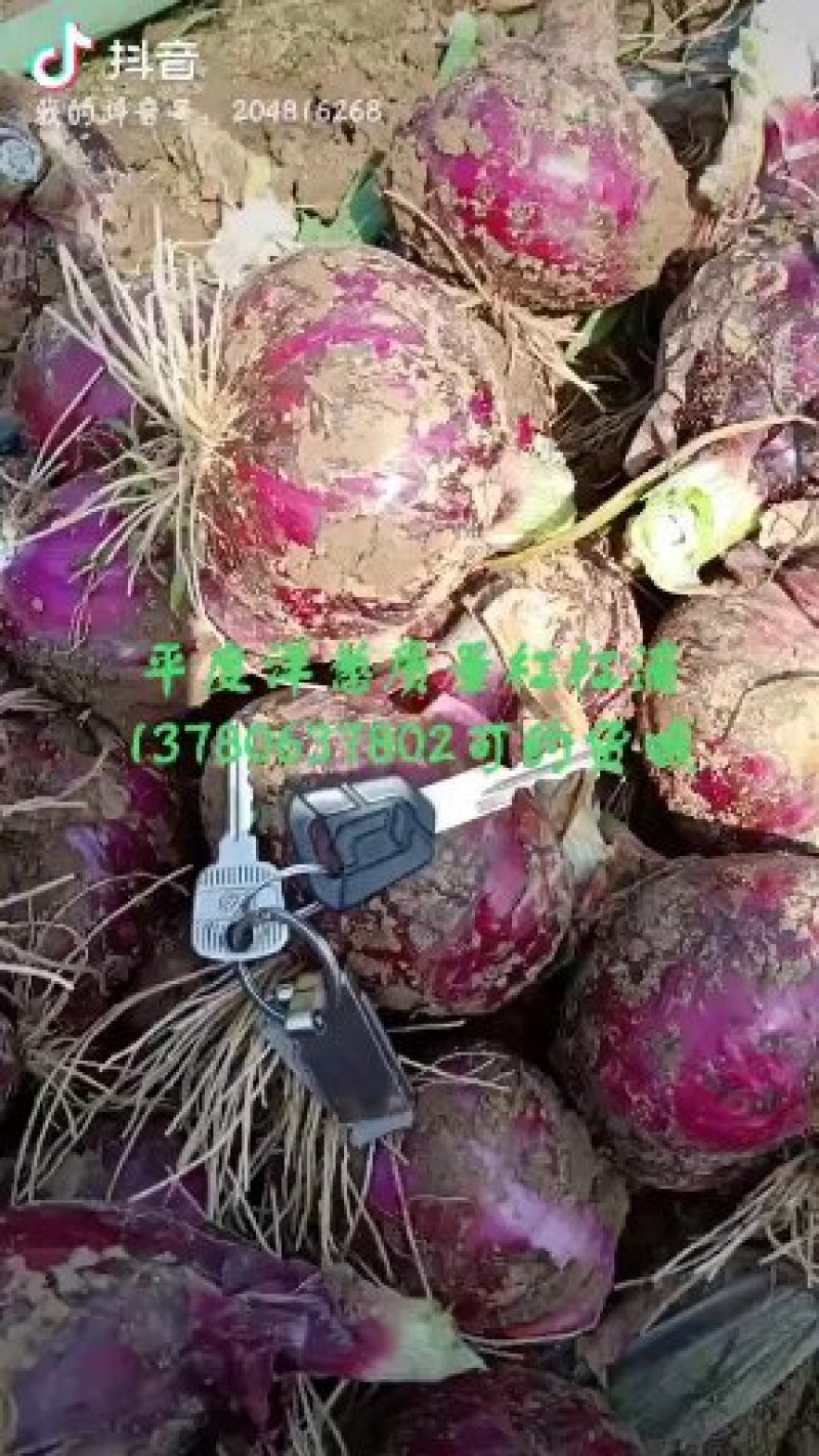 水果洋葱新鲜紫葱，好吃不辣价格美，订货多，价格让利低