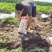 河北唐山荷兰系列土豆806，产地直发量大从优欢迎来电
