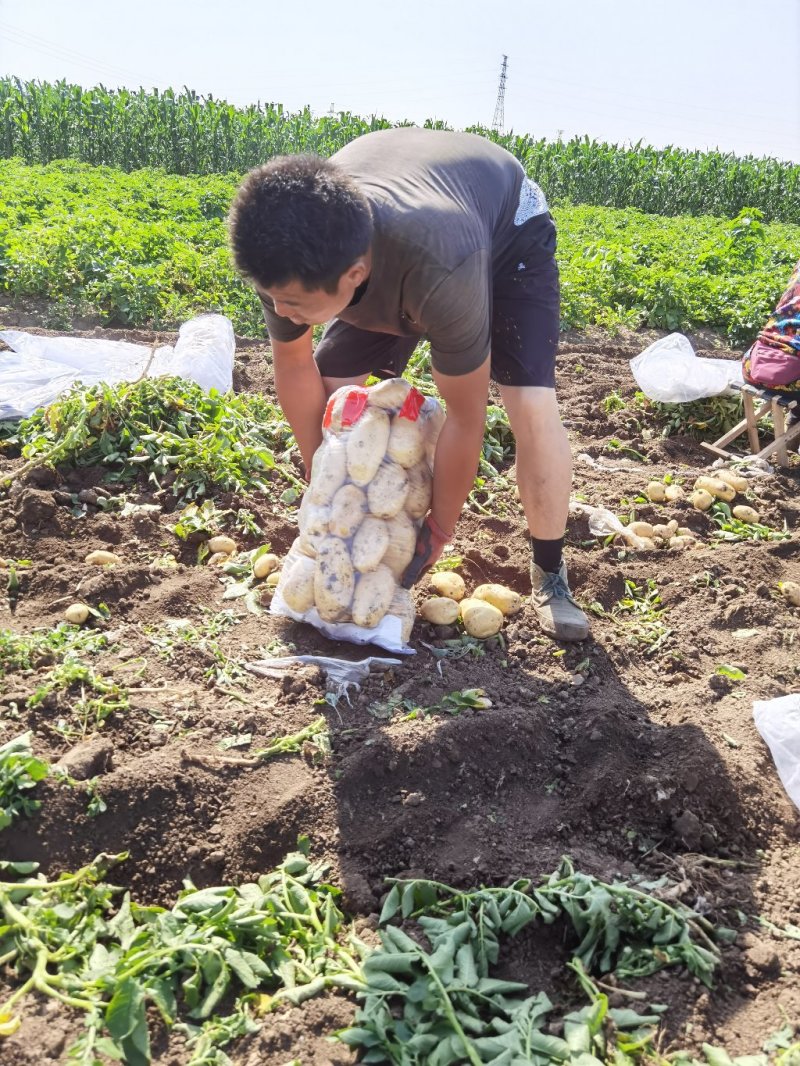 河北唐山荷兰系列土豆806，产地直发量大从优欢迎来电
