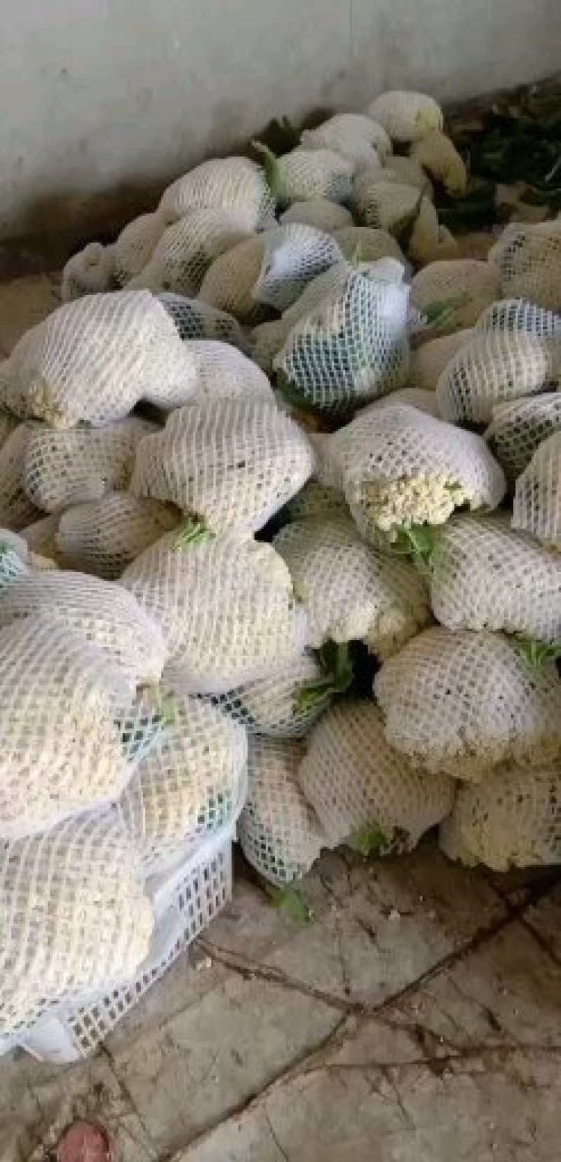 花菜产地，专业工人打包上车，质量为王，海量供货诚信为本
