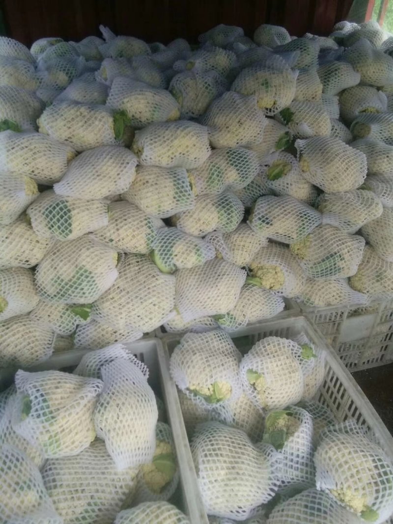 花菜产地，专业工人打包上车，质量为王，海量供货诚信为本