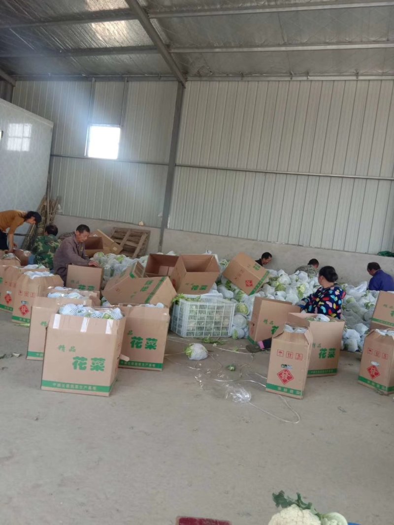 花菜产地，专业工人打包上车，质量为王，海量供货诚信为本