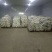 （精品）菜花，花菜产地，海量上市，常年长期供货，诚信为本