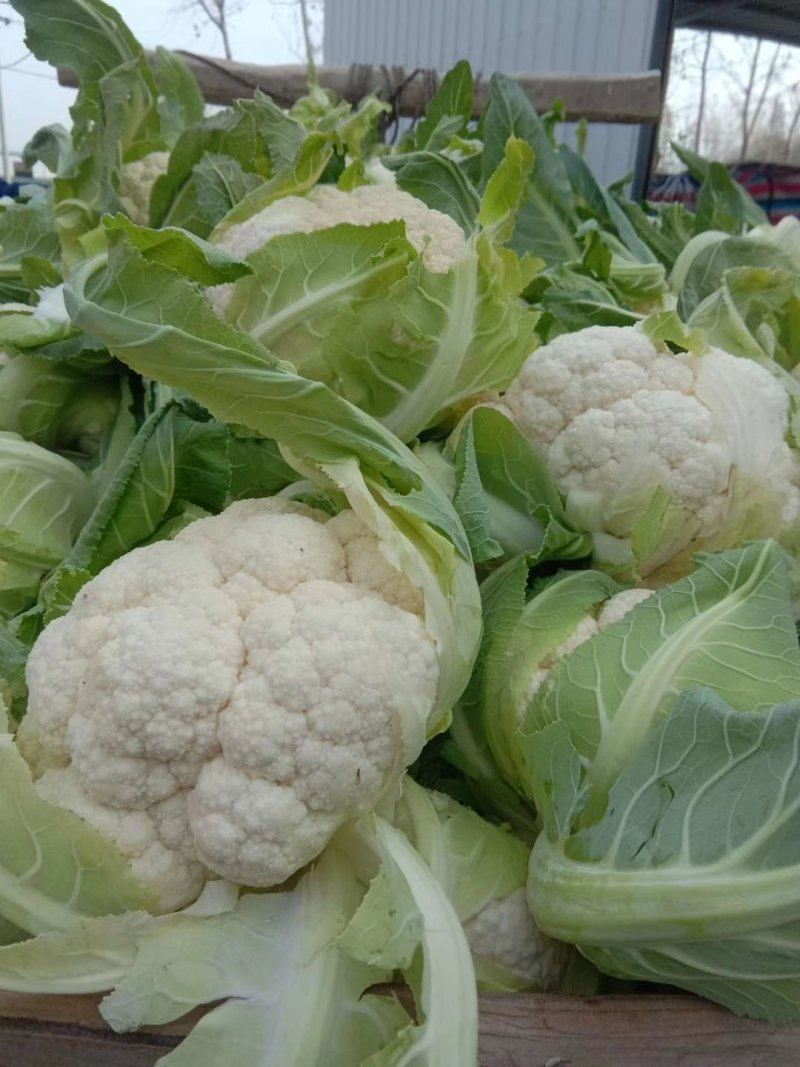 （精品）菜花，花菜产地，海量上市，常年长期供货，诚信为本