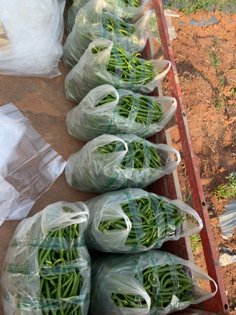【优质】四川二荆条辣椒基地直供货源充足现摘现发