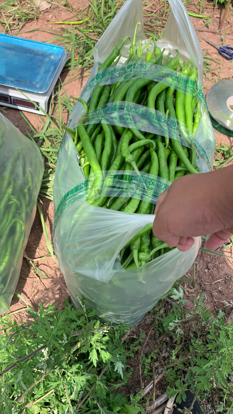 【优质】四川二荆条辣椒基地直供货源充足现摘现发
