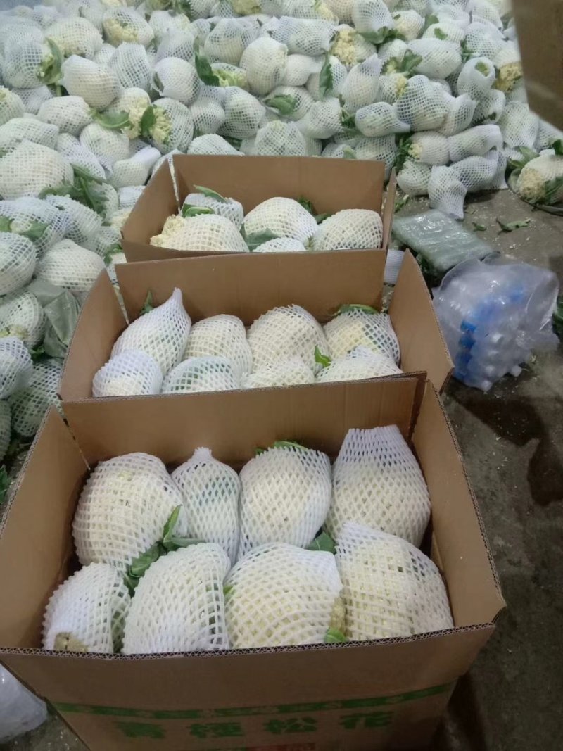 （精品）菜花，花菜产地，海量上市，常年长期供货，诚信为本