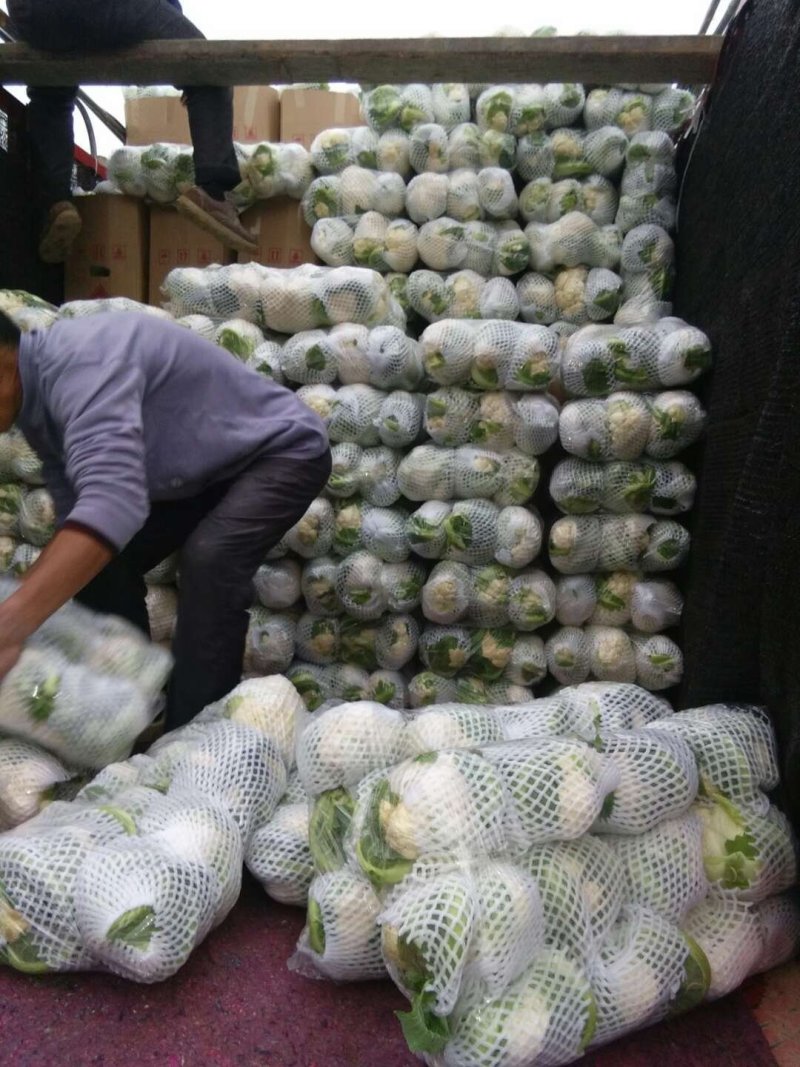 实花松花湖北大量上市出货，代收发往各地，提供各种包装
