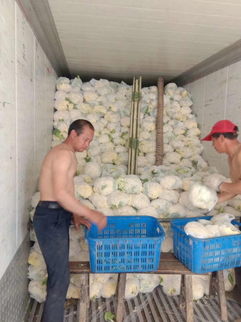 实花松花湖北大量上市出货，代收发往各地，提供各种包装
