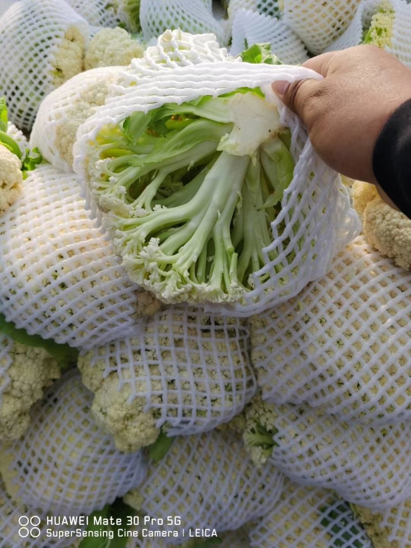 实花松花湖北大量上市出货，代收发往各地，提供各种包装