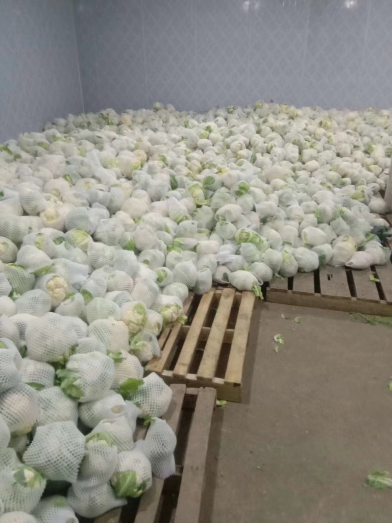 《精品》松花/实花，欢迎采购，货源充足，质量可靠
