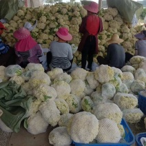 《精品》松花/实花，欢迎采购，货源充足，质量可靠