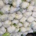《精品》松花/实花，欢迎采购，货源充足，质量可靠