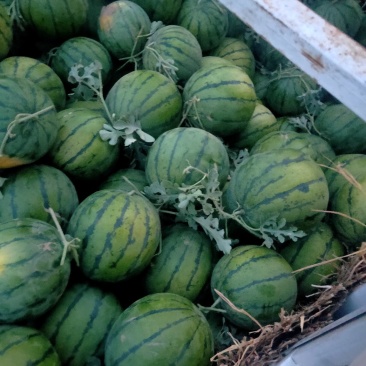 衡水京欣龙卷风甜王大量供应