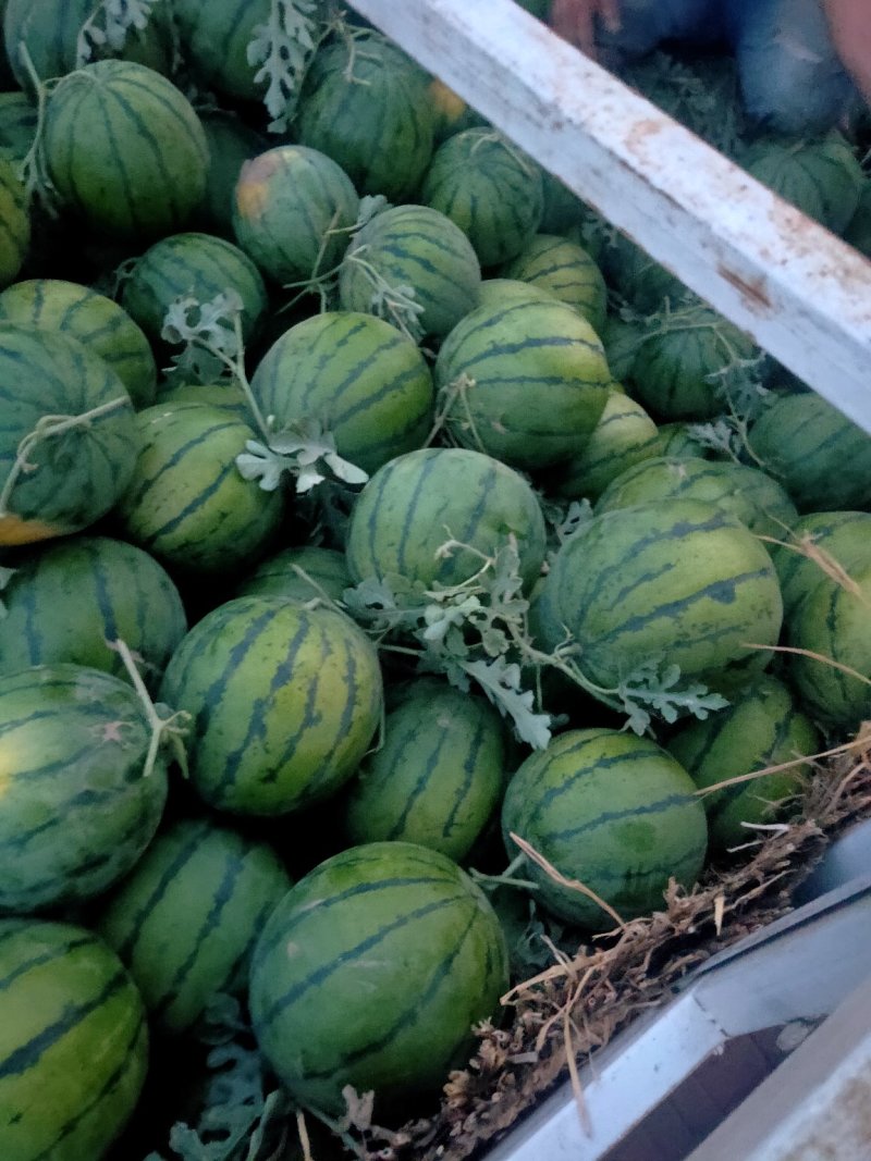 衡水京欣龙卷风甜王大量供应