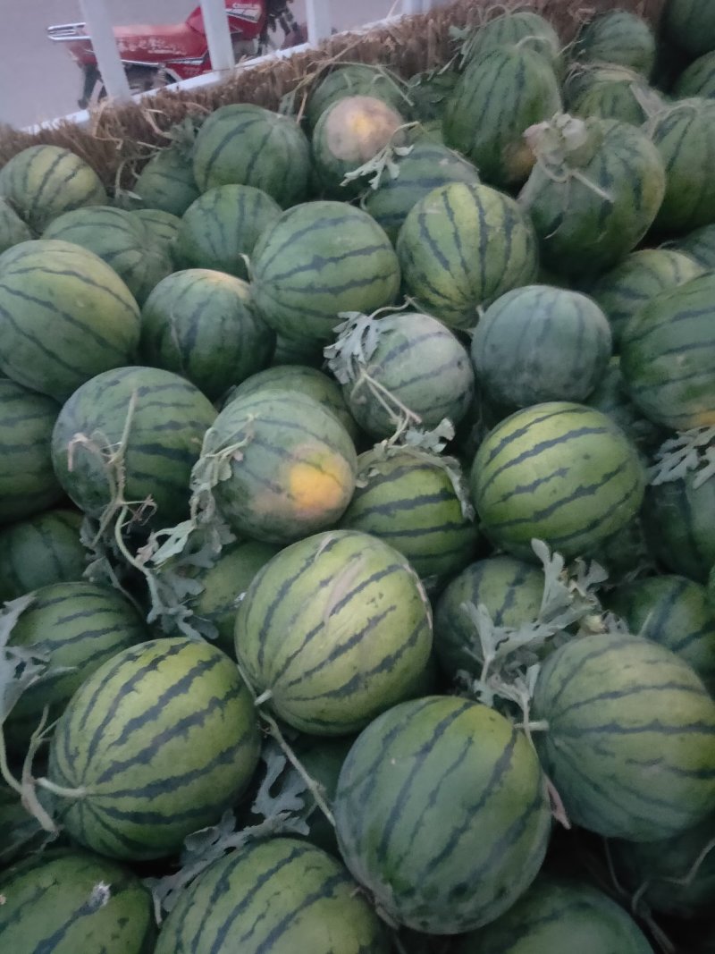 衡水京欣龙卷风甜王大量供应