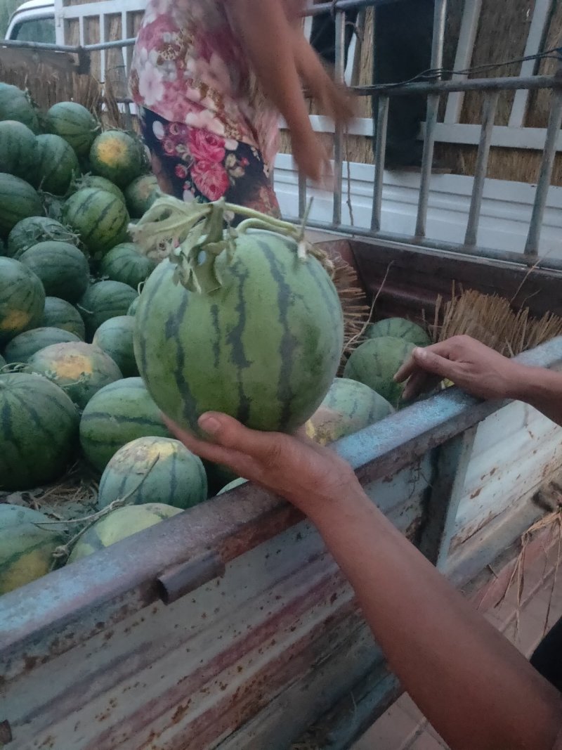 衡水京欣龙卷风甜王大量供应