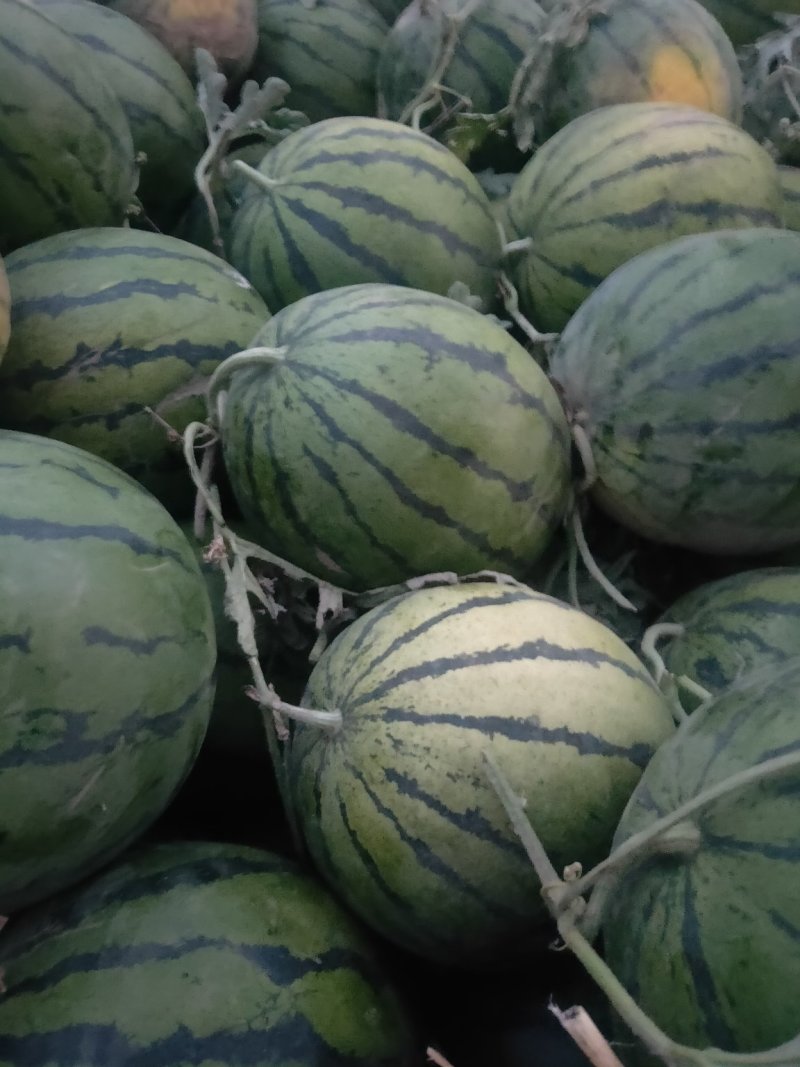 衡水京欣龙卷风甜王大量供应