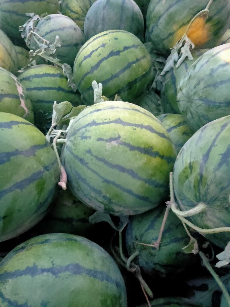 衡水京欣龙卷风甜王大量供应