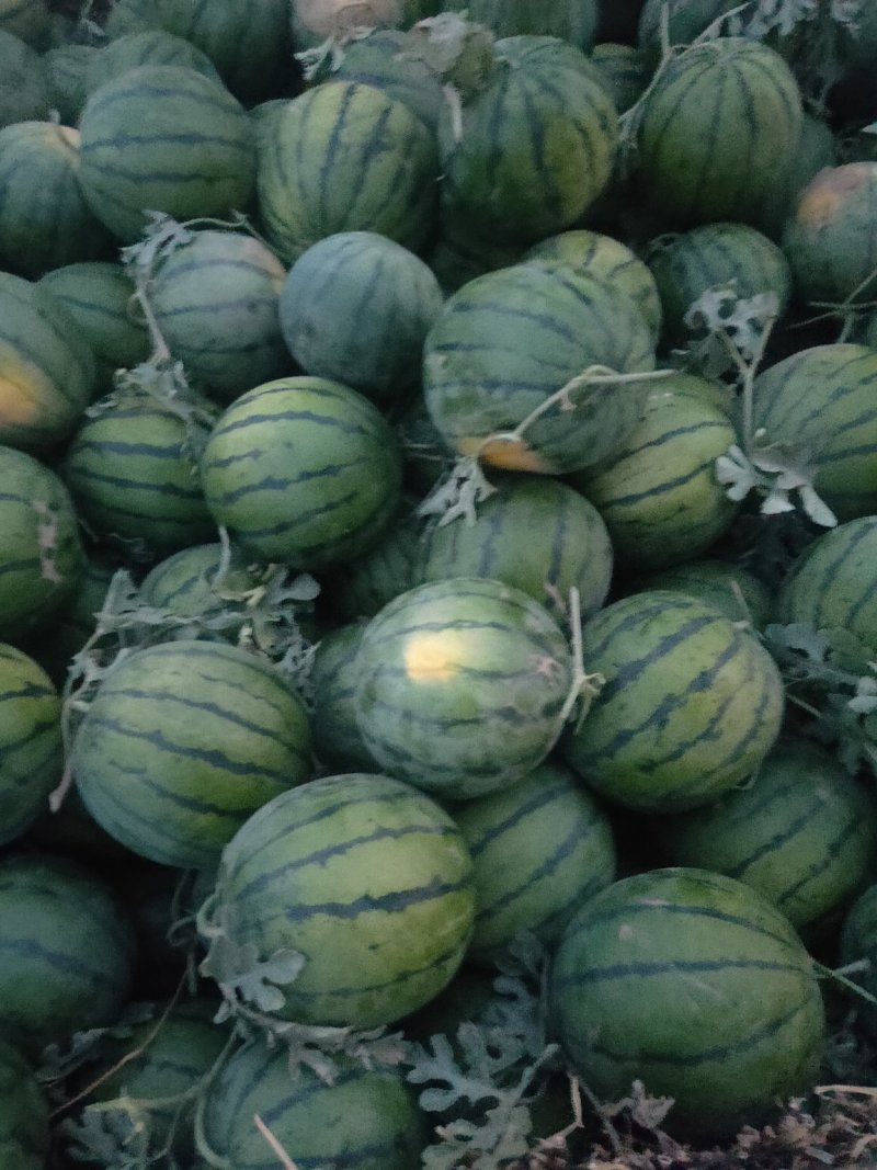 衡水京欣龙卷风甜王大量供应