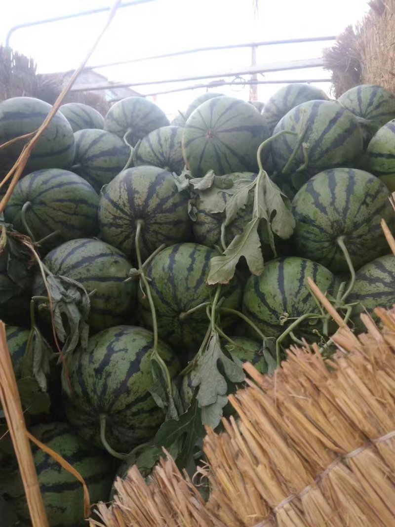 郑州中牟京欣美都西瓜供应