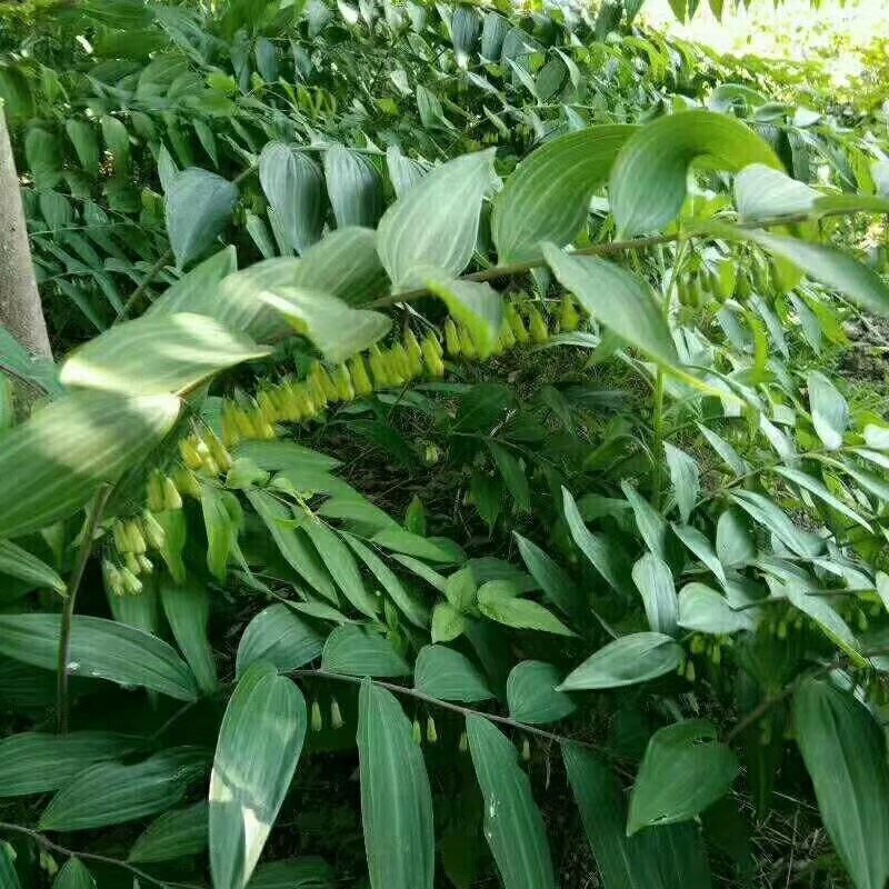 多花姜形黄精种茎黄精种苗芽头倒苗多花