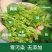 湘西土家族特产藤茶莓茶雪茶绿色食品手工茶银丝茶