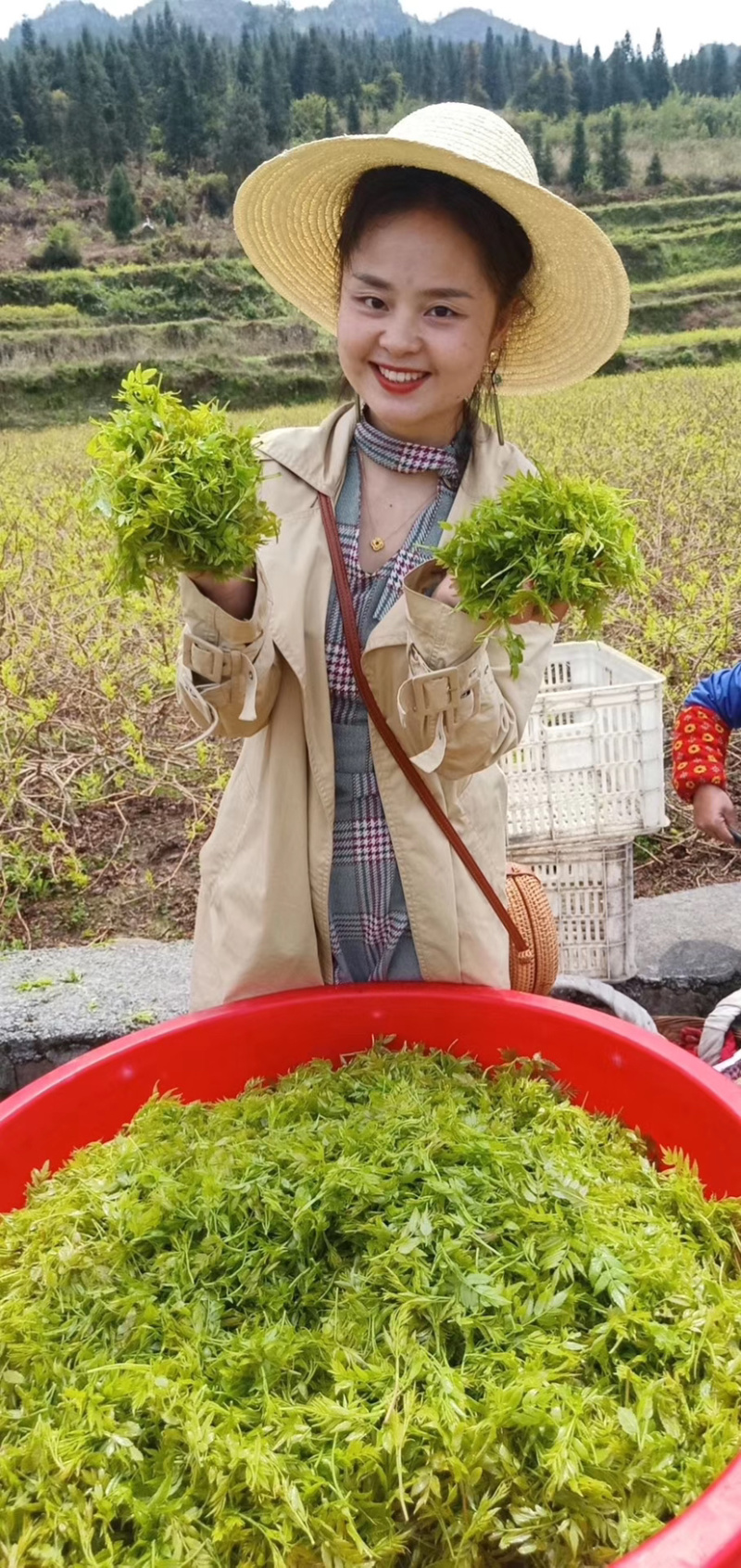 湘西土家族特产藤茶莓茶雪茶绿色食品手工茶银丝茶