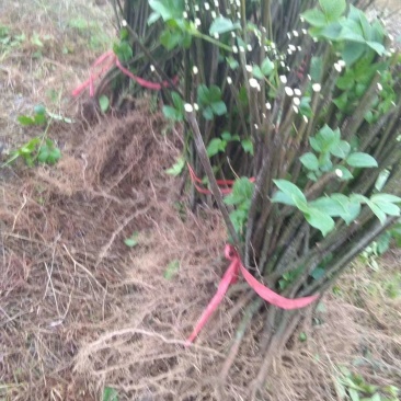 广西河池罗城基地大量批发中花吴茱萸扦插苗60公分以上大苗