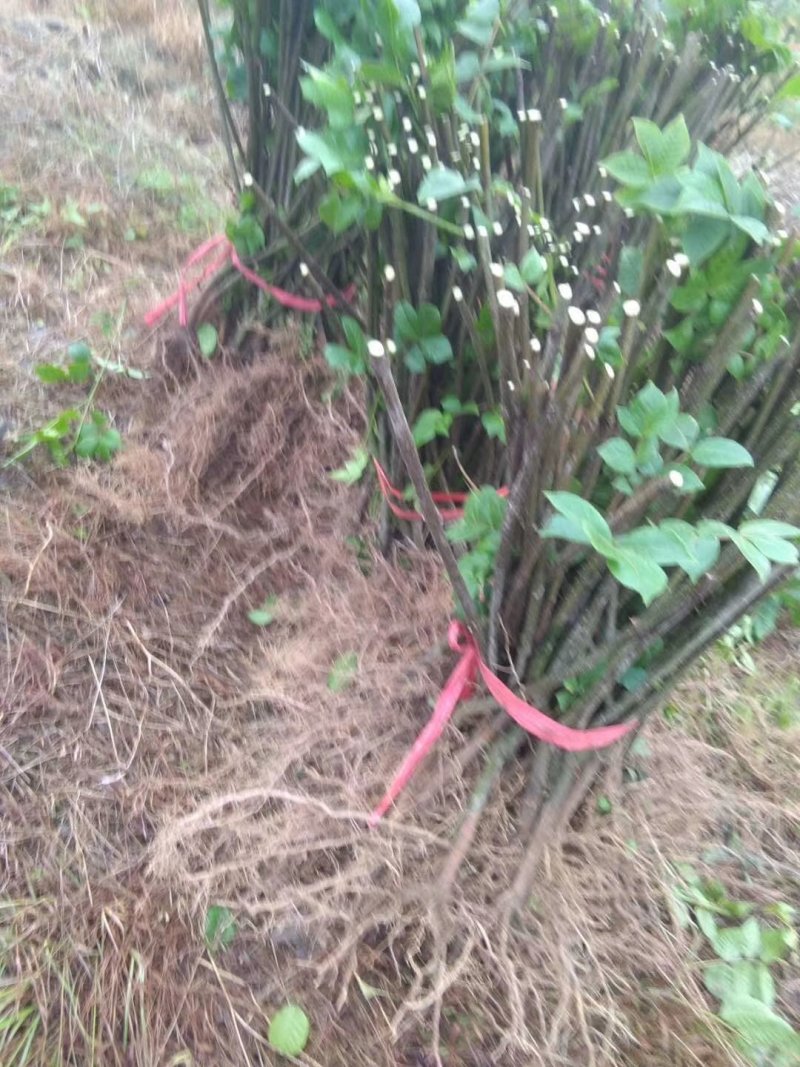 广西河池罗城基地大量批发中花吴茱萸扦插苗60公分以上大苗