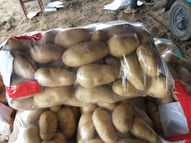大量出售土豆，