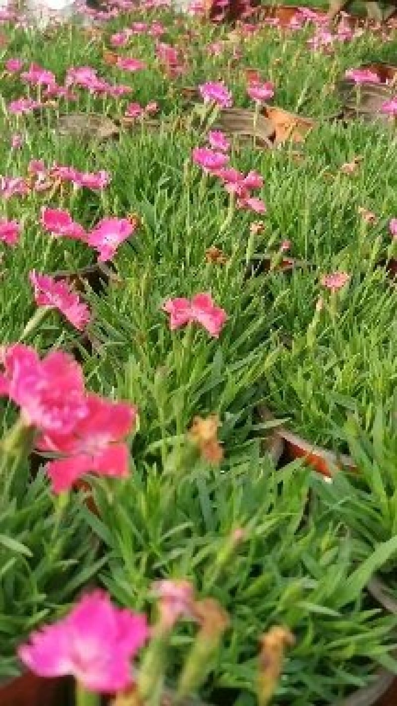 欧石竹穴盘苗子，每盘128棵，款款精品，常年开花，开花草