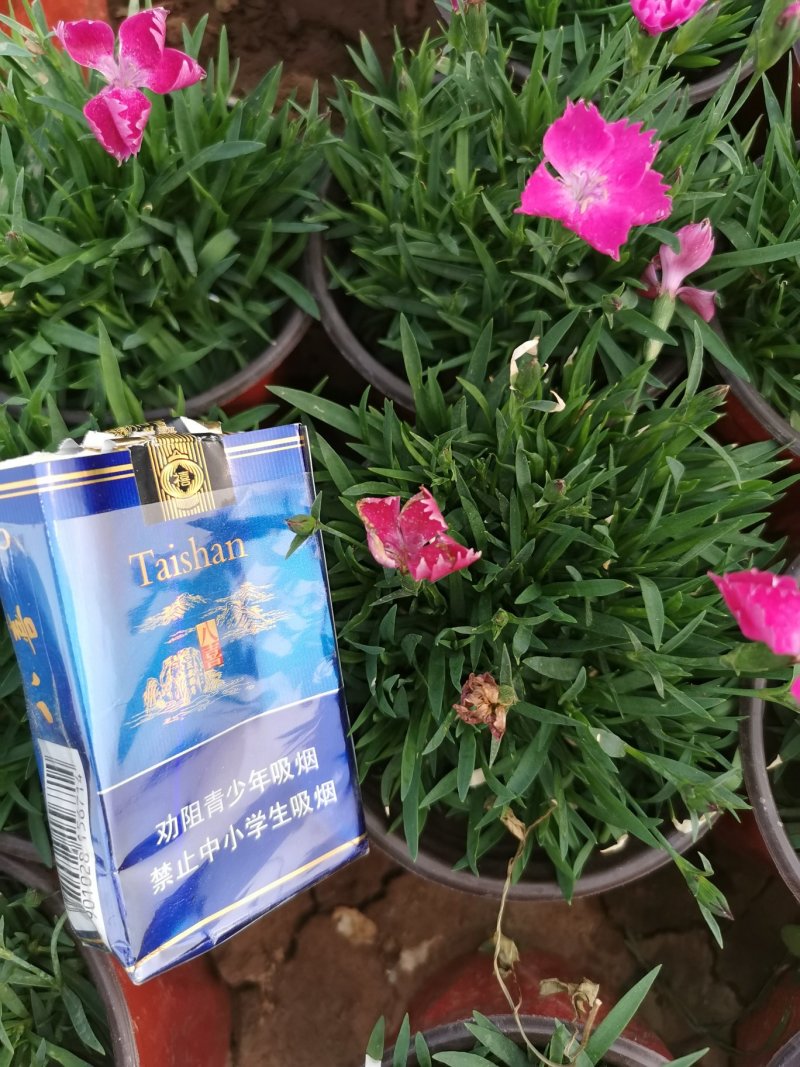 欧石竹穴盘苗子，每盘128棵，款款精品，常年开花，开花草