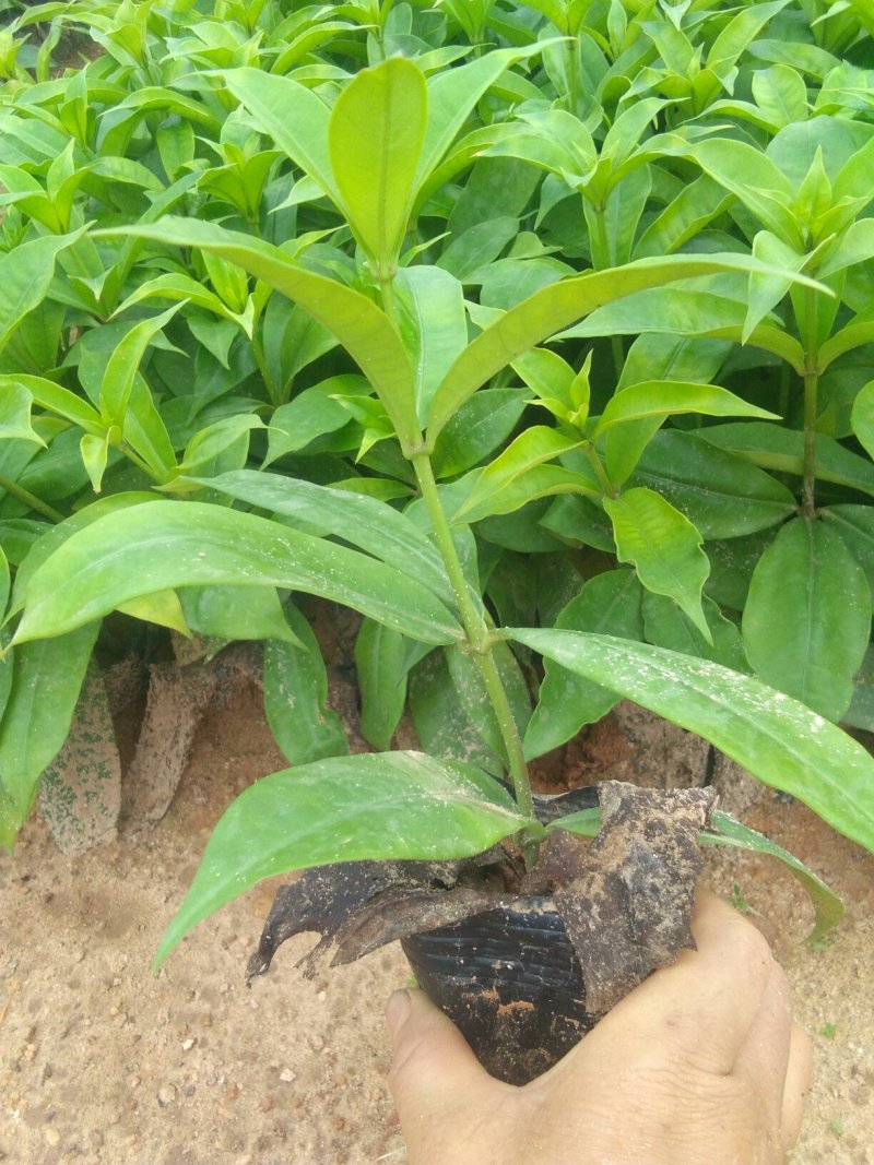 【毛杜鹃】绿化小苗常年供应可视频看货基地直销