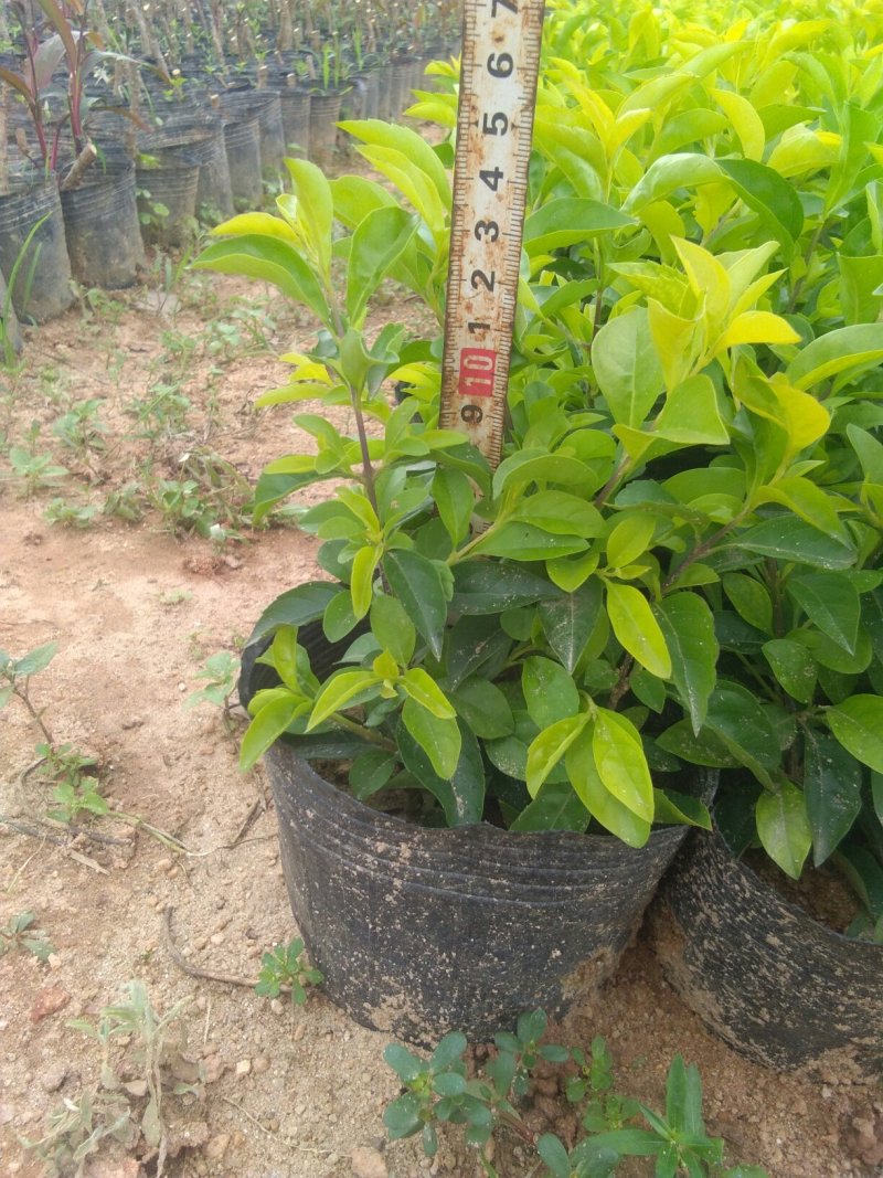东莞地被小苗(金叶连翘)基地直供货源充足