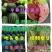【推荐】小糖丸西瓜,山东2k西瓜,潍坊2K西瓜,诚信经营