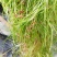 山东苦草篦齿眼子菜水生沉水植物产地直发支持视频看货